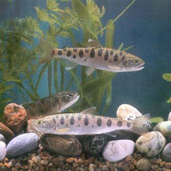 淡水魚冬季暫養(yǎng)效益高