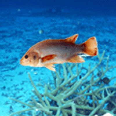 羅非魚安全越冬